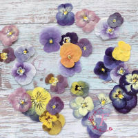 60pcs กดแห้ง Pansy Viola Tricolor L. พืชดอกไม้ Herbarium สําหรับเครื่องประดับโปสการ์ดบุ๊คมาร์คโทรศัพท์กรณีทํา DIY