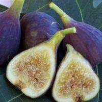 ต้นมะเดื่อพันธุ์ Fruit Plant  Jin Ao Fen Figs ขนาดกระถาง 10นิ้ว ลำต้นสูง 90-100 ซม (ทาบกิ่งพร้อมออกผล)