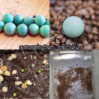 เมล็ดพันธ์ุ conophytum calculus 20 seeds cactus