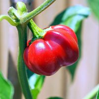 Pumkin pepper-พริกฟักทอง เมล็ดพันธุ์สำหรับเพาะปลูก บรรจุ 30 เมล็ด