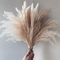 [AYIQ Flower Shop] 30Pcs ดอกไม้แห้งธรรมชาติ Pampas Grass Home Decor Fleurs Sechees ตกแต่งงานแต่งงานคริสต์มาสปลอม Flores ดอกไม้ประดิษฐ์