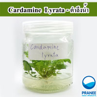 Cardamine  Lyrata ตำลึงน้ำ (เนื้อเยื่อ)(ต้นไม้น้ำ)