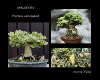 เพรมน่าด่าง บอนไซ[Premna variegated] ?บอนไซจิ๋ว กระถาง 3-4 นิ้ว ทรงซูโม่ เพรมน่าไต้หวันใบด่าง เพรมน่าเกาะหิน