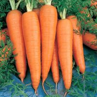 เมล็ดพันธุ์ แครอท สีส้ม (Danver Carrot Seed) บรรจุ 200 เมล็ด คุณภาพดี ของแท้ 100%