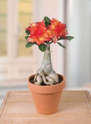 5 เมล็ด ชวนชม ลั่นทม ลั่นทมยะวา กุหลาบทะเลทราย ไต้หวัน สายพันธุ์ Golden Orange สีส้ม Adenium obesum Desert rose Seed ปลูกเลี้ยงง่าย ทนต่อสภาพแห้งแล้ง