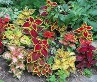 50 เมล็ด เมล็ดพันธุ์ ฤาษีผสม Coleus seed อัตราการงอกสูง 80-90% มีคู่มือปลูก