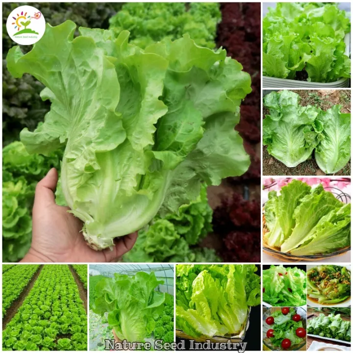 [Local Seller! Fast Delivery!] Lettuce Seeds Singapore (100 seeds/pack) 100 NonGMO Organic