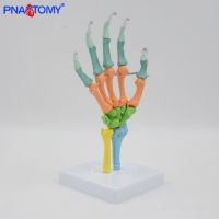 1 color flexible hand bone model of human body bone anatomy of wrist joint ulna radial sketch orthopedic medicine