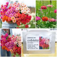 เมล็ดพันธุ์ บานชื่นลิลลิพุท คละสี (Mixed Lilliput Zinnia Flower Seed) 100 เมล็ด คุณภาพดี ราคาถูก ของแท้