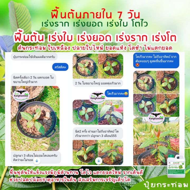 ปุ๋ยกระท่อม-ระเบิดยอดพุ่ง-โตไวเกิน5เท่า-ใบดก-ใบเขียวอวบหนา-ปุ๋ยน้ำทางใบ-ฟื้นบำรุงต้นใบ-kratom-โตช้า-ใบหงิกงอ-ใบม้วน-ใบเหลือง-ใบซีด-ใบแห้ง