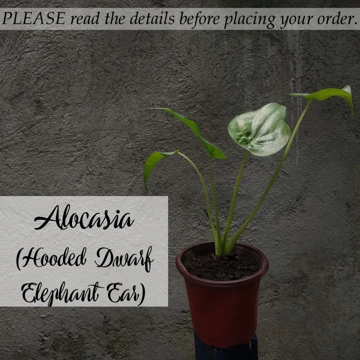 Alocasia Hooded Dwarf Elephant Ear [Buddha's Hands] Lazada PH