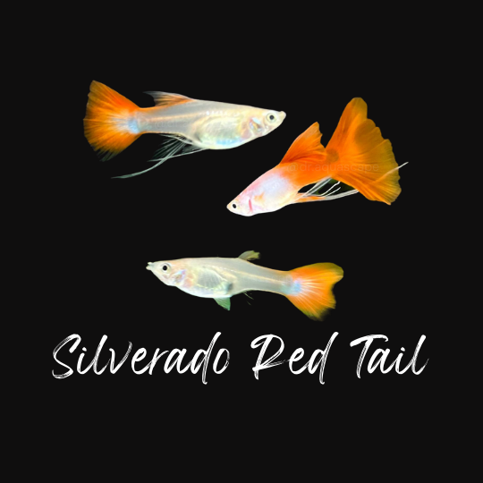 silverado red tail guppy