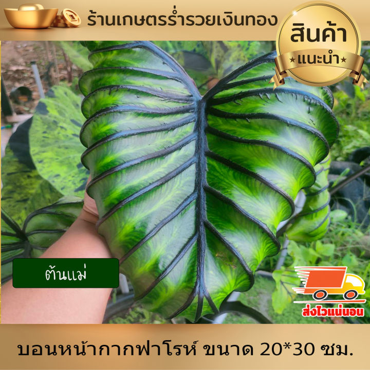 บอน-โคโลคาเซีย-หน้ากากฟาโรห์-colocasia-pharaoh-s-mask-สายพันธุ์แท้-แบบตัดสด-ชำเอง-หน้ากระดูก-มีเส้นใบสีม่วงเข้มที่คมชัด-ใบม้วนไปด้านหลัง-หายาก