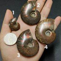 ฟอสซิลหอยแอมโมไนต์ Ammonite เหลือบชัด