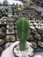 ? ส่งทั้งกระถาง - แคคตัส ยูโฟเบียอินคอนสแตนเตีย # Euphobia Inconstantia # Cactus # #Cactus #กระบองเพชร#พืชทนแล้ง#ไม้ประดับ#ต้นไม้ทนแล้ง ของพร้อมส่ง เก็บเงินปลายทาง ?