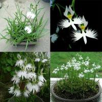 20 เมล็ดกล้วยไม้ Japanese Radiata Seeds White Egret Orchid Seeds กล้วยไม้นกกระยางขาว อัตราการงอก 80-85%