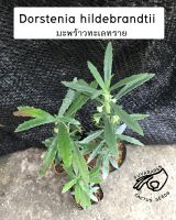 มะพร้าวทะเลทราย dorstenia D. hildebrandtii ดอร์สอ้วน ดอสทีเนีย มะพร้าว ดอสอ้วน ดอส เมล็ด ดอททีเนีย ดอร์สทีเนีย