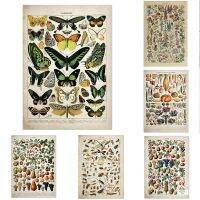 Goodstore Vintage Adolphe Millot Encyclopedia Posters-Butterfly,Mushant,Herbs, Flowers, Insect - Classic Wall Decor &amp; Vintage Poster - Peaky