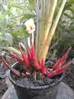 2 หน่อว่านไก่แดง บางพื้นที่เรียก เอื้องหงอน  Aeschynanthus andersonii C.B.Clarke   เหมาะสำหรับที่จะปลูกไว้ตามหน้าบริษัท ร้านค้าขายทุกชนิด