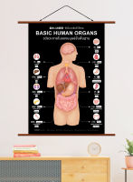 ภาพแขวนผนังอวัยวะภายในของมนุษย์ขั้นพื้นฐาน 3 ภาษา: ดำ Basic Human Organs Trilingual: Black