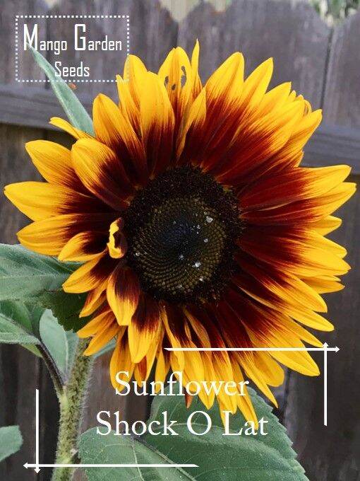 Chocolate Sunflower Seeds - 10 Seed *Pot Friendly* Tanam Pasu, Benih Bunga  Matahari Coklat 巧克力向日葵 - Mango Garden, Furniture & Home Living, Gardening,  Plants & Seeds on Carousell