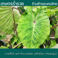 บอน บอนมิโดริ เซาร์ โคโลคาเซีย มิโดริ ซาวร์ Colocasia Midori Sour แบบตัดสด ลูกค้าชำเอง สายพันธุ์แท้ ก้านจะเป็นสีเขียว ออกชมพู ใบสีเขียว