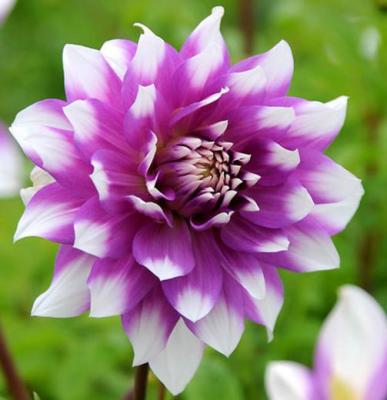 เหง้า หัวไม้ ดอกรักเร่ หรือดอกดาห์เลีย (Dahlia) Dahlia Purple Pretty ดอกใหญ่ สินค้านำเข้า เหง้าแข็งแรงใหญ่ ผ่านการแช่เย็นมาแล้ว พร้อมปลูก และ ออกดอก ดอกรักเร่นั้นมีความหมายถึง ความสูงศักดิ์ ความสง่างาม ตลอดกาล