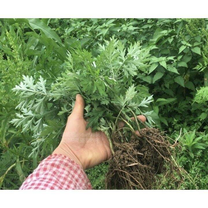 【Ready Stock】Seed/Bernih Herbal Artemisia argyiSeed Wild Edible Argy
