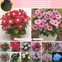 High Quality Color Mixing Bonsai Periwinkle Seeds for Planting (บรรจุ 100 เมล็ด) Flowering Plants Seeds ต้นไม้มงคลสวยๆ ดอกไม้ เมล็ดพันธุ์ เมล็ดบอนสี บอนสีหายาก เมล็ดดอกไม้ บอนสีหายากไทย ต้นไม้ฟอกอากาศ ไม้ประดับ กุหลาบหิน Vegetable เมล็ดพันธุ์ผัก