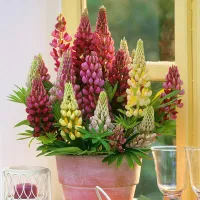 ( Promotion+++) คุ้มที่สุด เมล็ดพันธุ์ ลูปิน บอนสี Lupine flower seeds เมล็ดบอนสี ต้นไม้มงคล ต้นไม้ฟอกอากาศ 100 เมล็ด ปลูกง่ายปลูกได้ทั่วไทย ราคาดี พรรณ ไม้ น้ำ พรรณ ไม้ ทุก ชนิด พรรณ ไม้ น้ำ สวยงาม พรรณ ไม้ มงคล