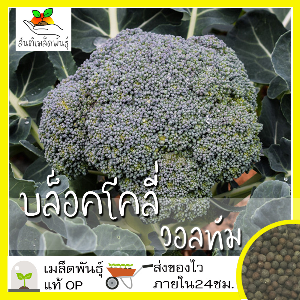 เมล็ดพันธุ์ บล็อคโคลี่ วอลทัม 400 เมล็ด Waltham29 Broccoli เมล็ดพันธุ์แท้ นำเข้าจากต่างประเทศ ปลูกผัก สวนครัว ถูกดี