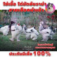 ไข่เชื้อ ไก่บราม่า (สีขาวไลท์เกรดAAA สวย 5 ฟอง)(ภาพไก่จริงจากฟาร์มไม่ใช่ภาพจากเน็ต)ชุดพ่อแม่พันธ์ุนำเข้า สวยมาตรฐานบราม่าที่แท้จริง ไก่ยักษ์ Brahma ประกันเชื้อและแตก 100%