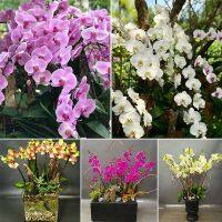 เมล็ดดอกไม้สวย 50pcs Mixed Packed Phalaenopsis Orchid Seeds Bonsai Plants Flower Balcony Decor Garden Potted ต้นไม้มงคล ต้นไม้ประดับ พันธุ์ดอกไม้ ต้นไม้จิ๋วจริง ดอกไม้จริง ต้นไม้ฟอกอากาศ บอนไซ ผักสวนครัว Flower Seeds Plant