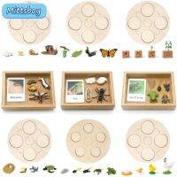 （A Decent） BabyScience Education Animals InsectsCycle Board Sets Lifestyles StagesTools ของเล่นปลายเปิดเพื่อการศึกษา