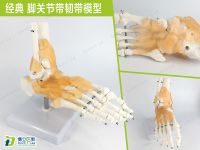 Foot joint model foot foot bone structure built model of foot ankle ligaments attached fibula phalanges