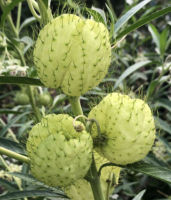 BALLOON PLANT / SWAN PLANT SEEDS Gomphocarpus physocarpus seeds บอลลูน หงส์เหิร ปักเป้า สวอนแพลนท์