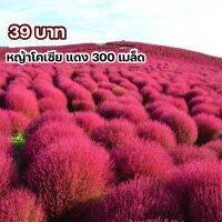 ซื้อ 1 แถม 1，50 เมล็ด (ไม่ใช่พืช)เมล็ดพันธุ์หญ้าโคเซียสีแดง