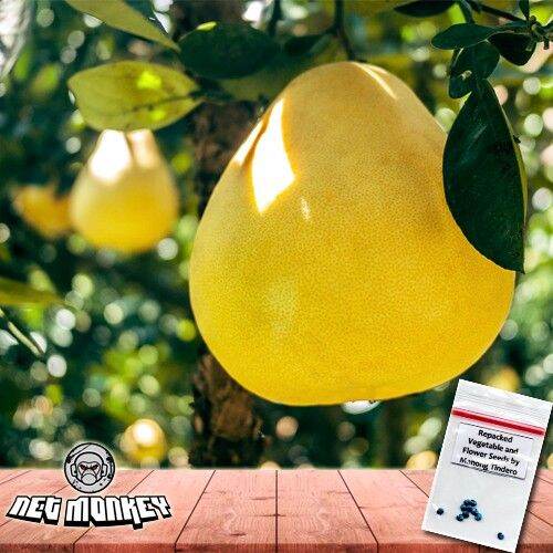 Red Pomelo Davao Sweet Fruit Seeds Lazada PH