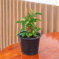 Treeno.9 T451 มะเขือเทศสยาม ( Siam Tomato) กระถาง 8 นิ้ว / สูง 30-40 ซม. / ไม้ประดับ ไม้ดอก พืชผักสวนครัว (ต้นไม้)