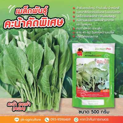 เมล็ดพันธุ์คะน้าออเจ้า ขนาด 500 กรัม