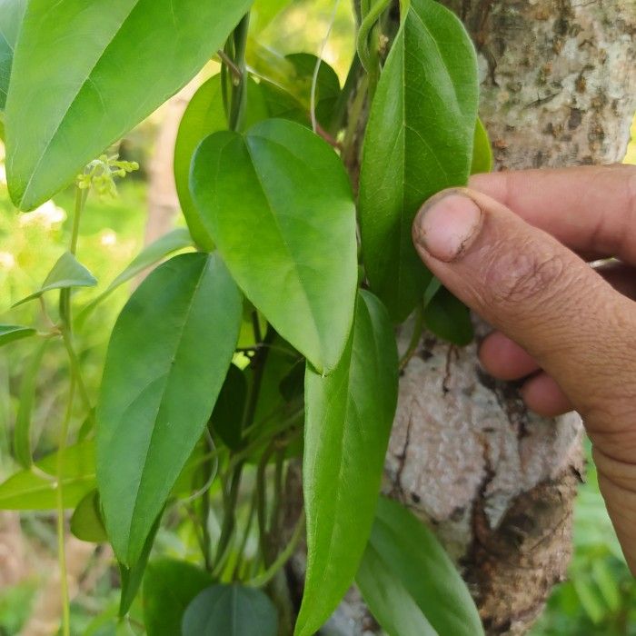 Lembar Daun Cincau Rambat Daun Cincau Jelly Daun Cincau Hijau Tanpa