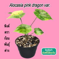 พิ้งดราก้อน พันธุ์ด่าง (Alocasia pink dragon var.) มังกร สีชมพู