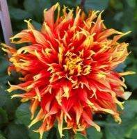 1 หัว/ออเดอร์ รักเร่ Dahlia Bulb สายพันธุ์ Shirley Yeomon หัวรักเร่ ดอกไม้ หัวหน่อ นำเข้า เหง้า เนเธอร์แลน หัวสดใหม่