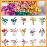 SHIRUI 30pcs สดใส พืชธรรมชาติ การตกแต่งบ้าน มินิเดซี่ ช่อดอกไม้ ดาวดวงเล็ก ดอกไม้ประดิษฐ์