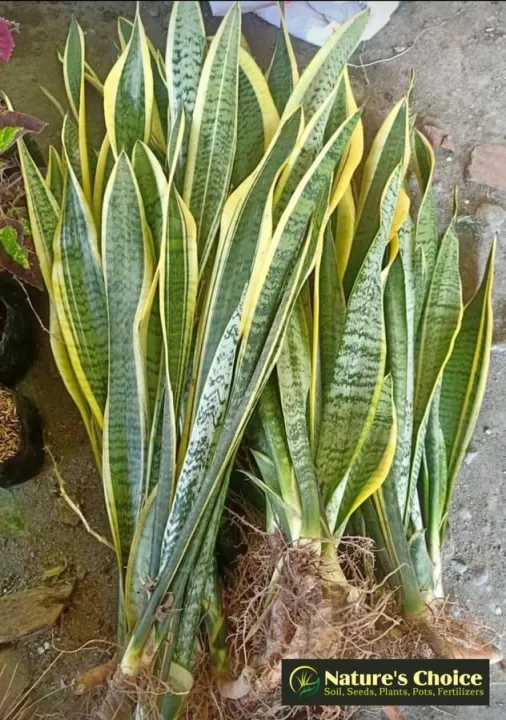 Uprooted Snake Plant (Sansevieria Trifasciata 35 long leaves) Lazada PH