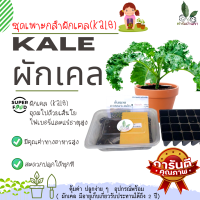 ชุดเพาะกล้าผักเคล(Kale) ชุดเพาะผักเคล ชุดทดลองปลูก เคล ปลูกง่าย  อุปกรณ์พร้อมปลูก คุ้มค่า ปลูกง่าย ๆ   ( ผักเคล มีอายุเก็บเกียว 2 ปี)