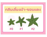 กลีบเลี้่ยงผ้า ขอบแดง เบอร์ 0/1/2/3/4/6 ประมาณ 100 ใบ #กลีบเลี้ยงกุหลาบ