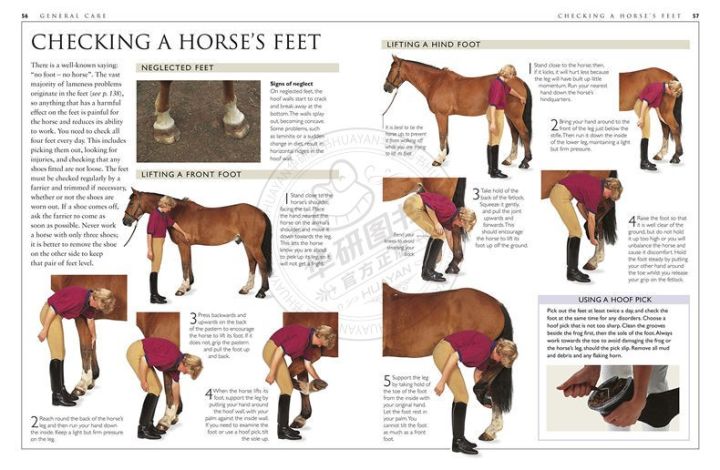 complete-horse-care-manual-english-original-complete-horse-care-manual