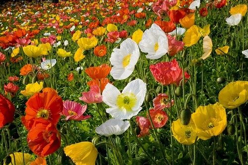 เมล็ดดอกป็อปปี้คละสี-poppy-flower-mix-บรรจุชุดละ100เมล็ด-ปลูกประดับสวยงาม