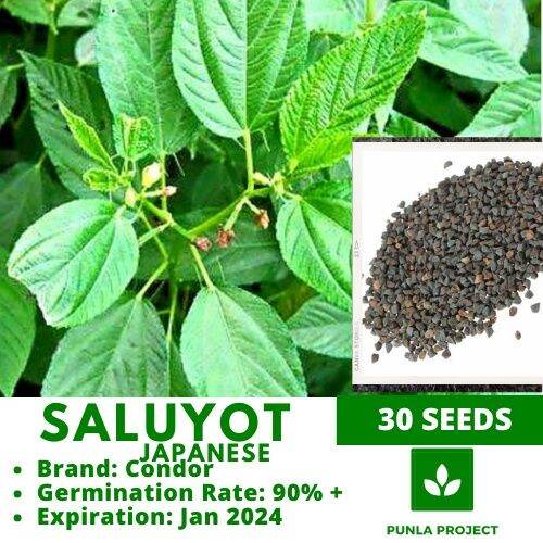 SALUYOT Jute Leaves vegetable seeds Lazada PH